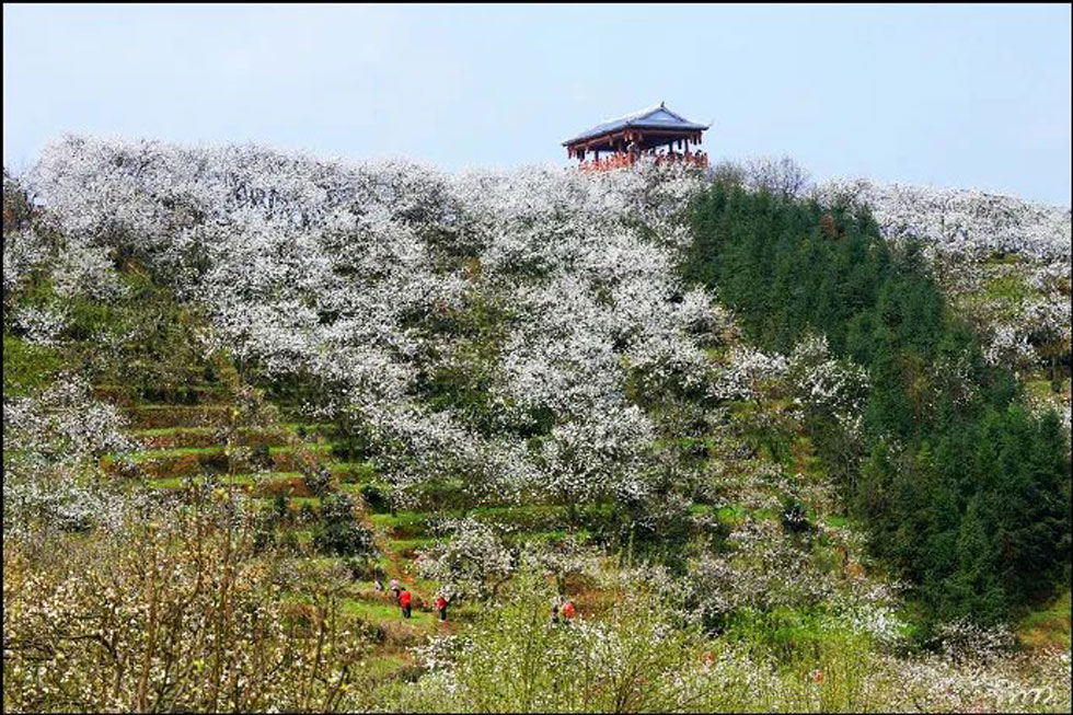 【春天，广西桂林灌阳县向您发出邀请！】我们在灌阳看梨花 - 游山玩水 - 正定生活社区 - 正定28生活网 zd.28life.net