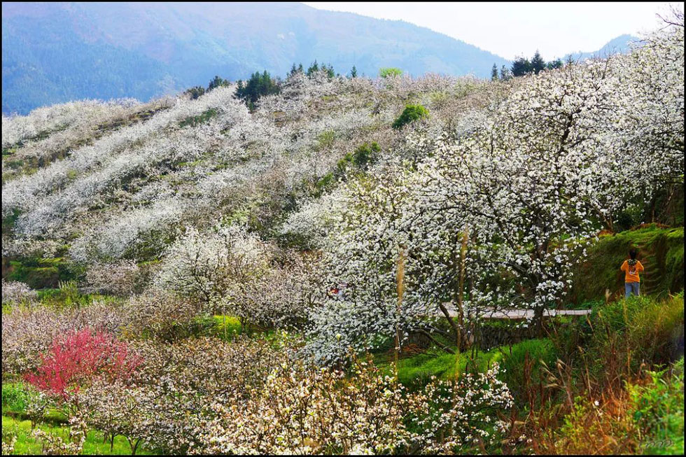 【春天，广西桂林灌阳县向您发出邀请！】我们在灌阳看梨花 - 游山玩水 - 正定生活社区 - 正定28生活网 zd.28life.net