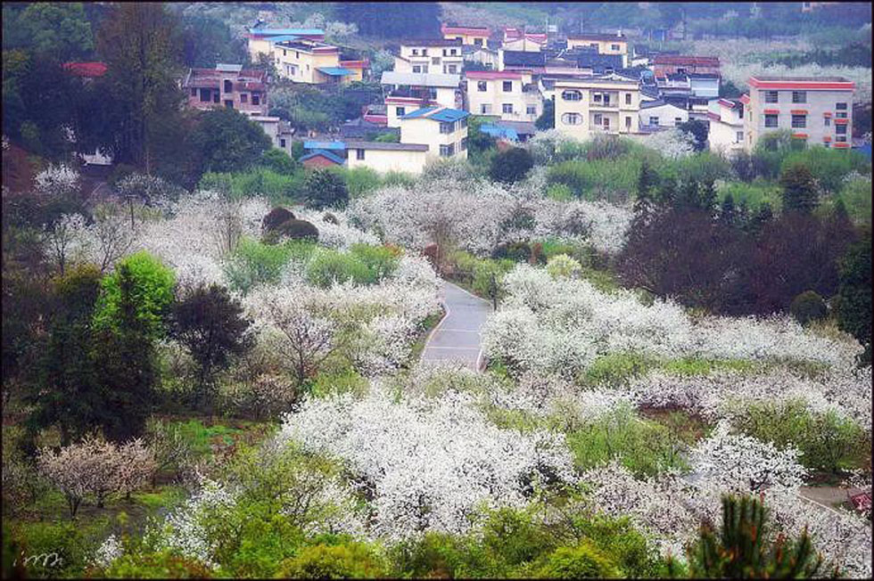 【春天，广西桂林灌阳县向您发出邀请！】我们在灌阳看梨花 - 游山玩水 - 正定生活社区 - 正定28生活网 zd.28life.net