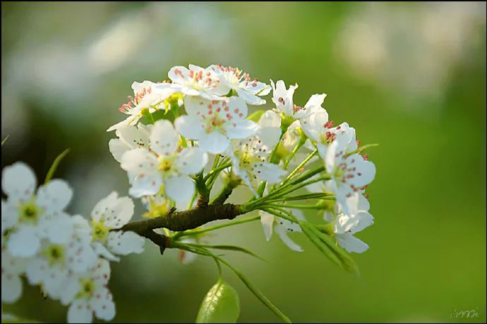 【春天，广西桂林灌阳县向您发出邀请！】我们在灌阳看梨花 - 游山玩水 - 正定生活社区 - 正定28生活网 zd.28life.net