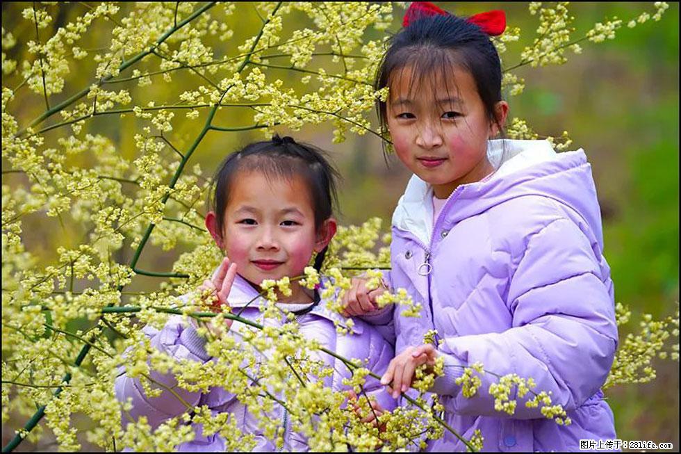 【春天，广西桂林灌阳县向您发出邀请！】米珠山前有片山苍子花在飘香 - 游山玩水 - 正定生活社区 - 正定28生活网 zd.28life.net