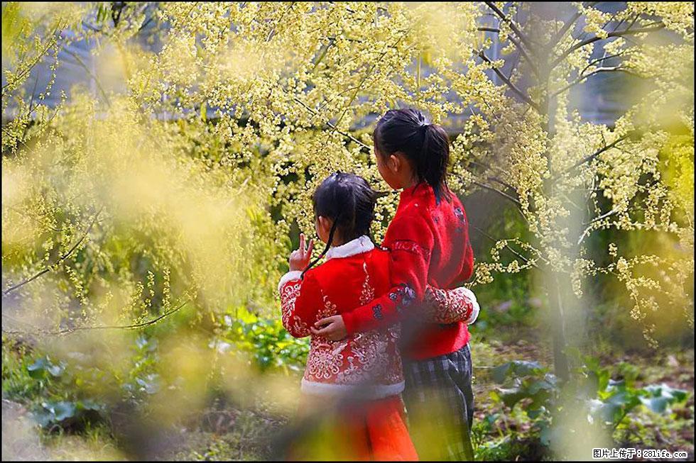 【春天，广西桂林灌阳县向您发出邀请！】米珠山前有片山苍子花在飘香 - 游山玩水 - 正定生活社区 - 正定28生活网 zd.28life.net