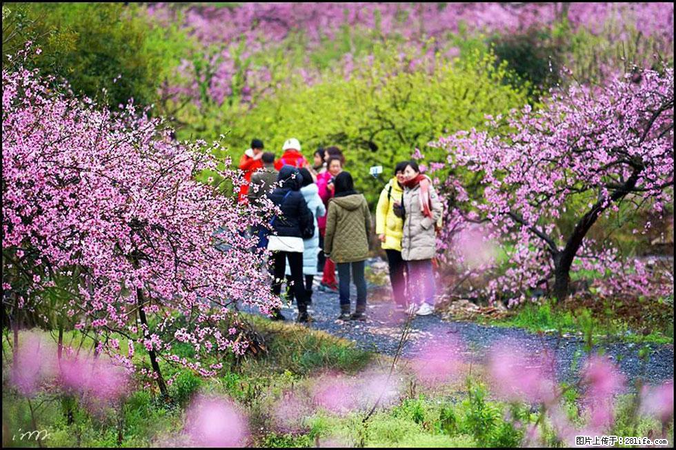 【春天，广西桂林灌阳县向您发出邀请！】官庄村有个醉美的桃花园 - 游山玩水 - 正定生活社区 - 正定28生活网 zd.28life.net