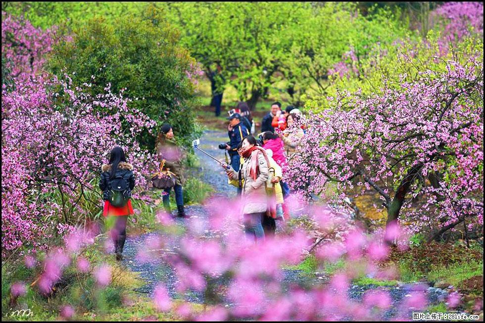 【春天，广西桂林灌阳县向您发出邀请！】官庄村有个醉美的桃花园 - 游山玩水 - 正定生活社区 - 正定28生活网 zd.28life.net