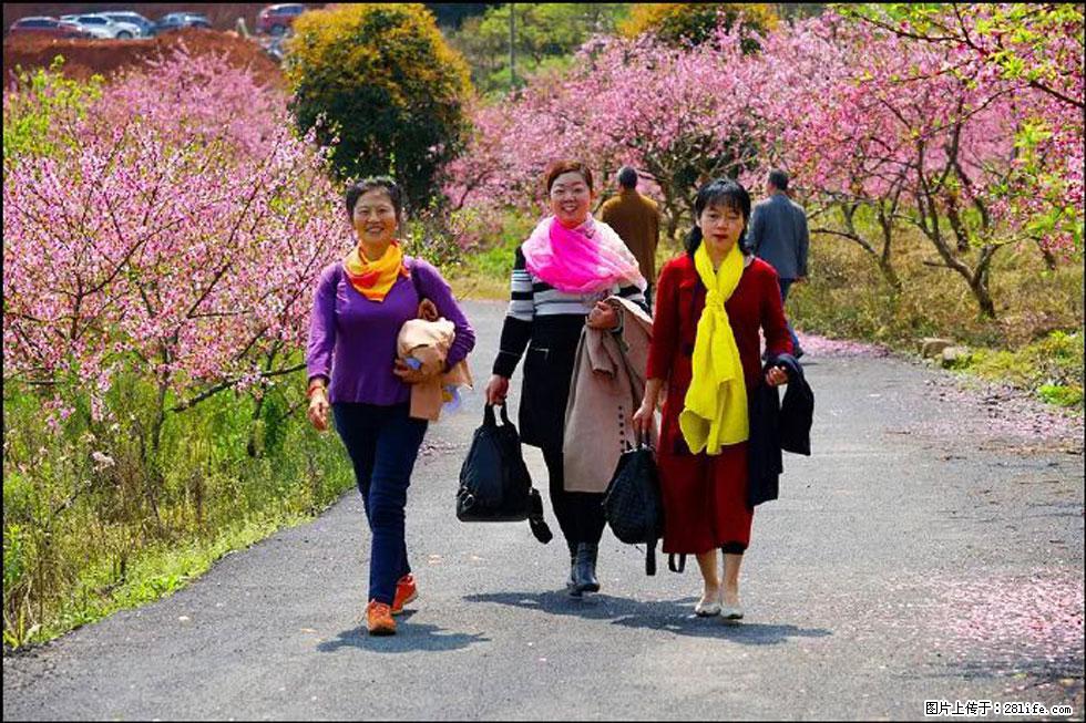 【春天，广西桂林灌阳县向您发出邀请！】官庄村有个醉美的桃花园 - 游山玩水 - 正定生活社区 - 正定28生活网 zd.28life.net