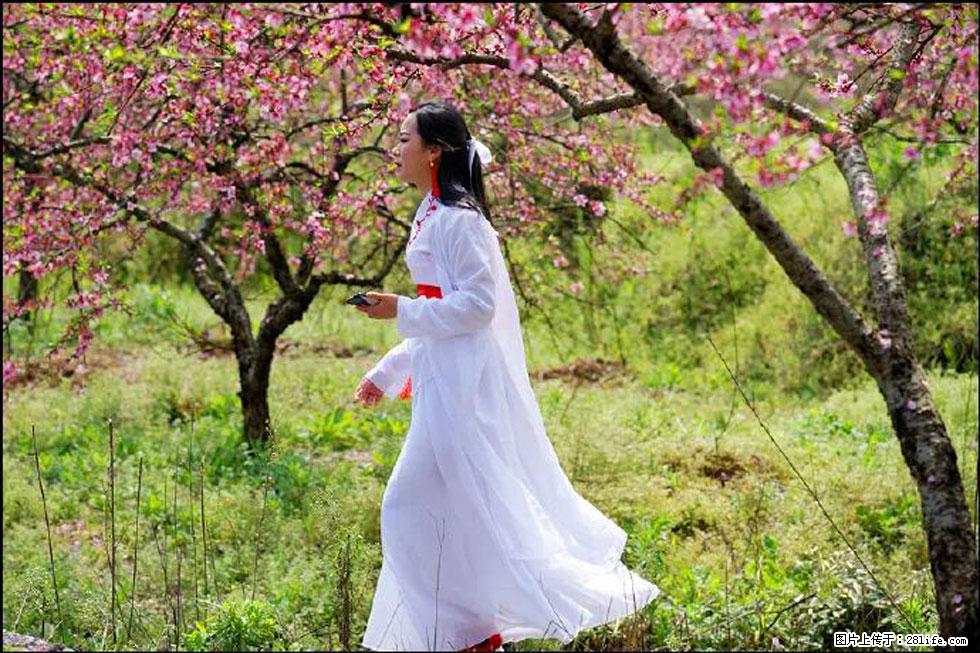 【春天，广西桂林灌阳县向您发出邀请！】官庄村有个醉美的桃花园 - 游山玩水 - 正定生活社区 - 正定28生活网 zd.28life.net