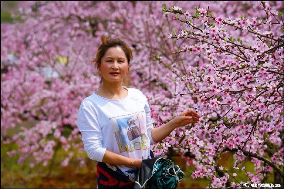 【春天，广西桂林灌阳县向您发出邀请！】官庄村有个醉美的桃花园 - 游山玩水 - 正定生活社区 - 正定28生活网 zd.28life.net