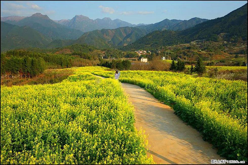 【春天，广西桂林灌阳县向您发出邀请！】长坪村油菜盛情花开 - 游山玩水 - 正定生活社区 - 正定28生活网 zd.28life.net