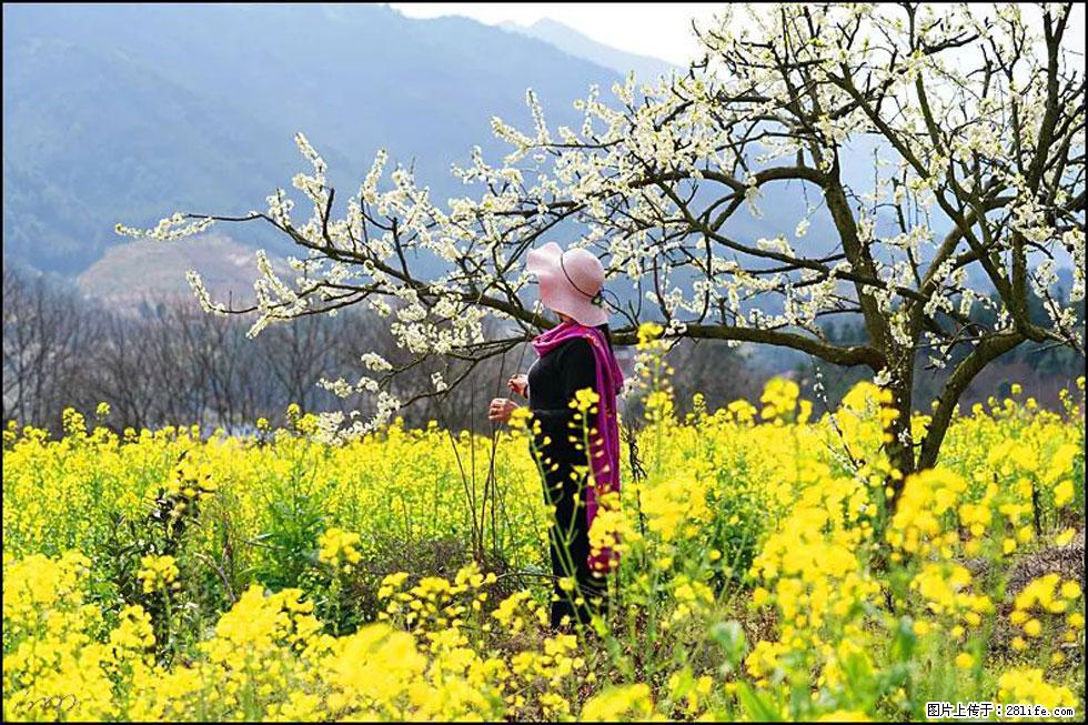 【春天，广西桂林灌阳县向您发出邀请！】长坪村油菜盛情花开 - 游山玩水 - 正定生活社区 - 正定28生活网 zd.28life.net