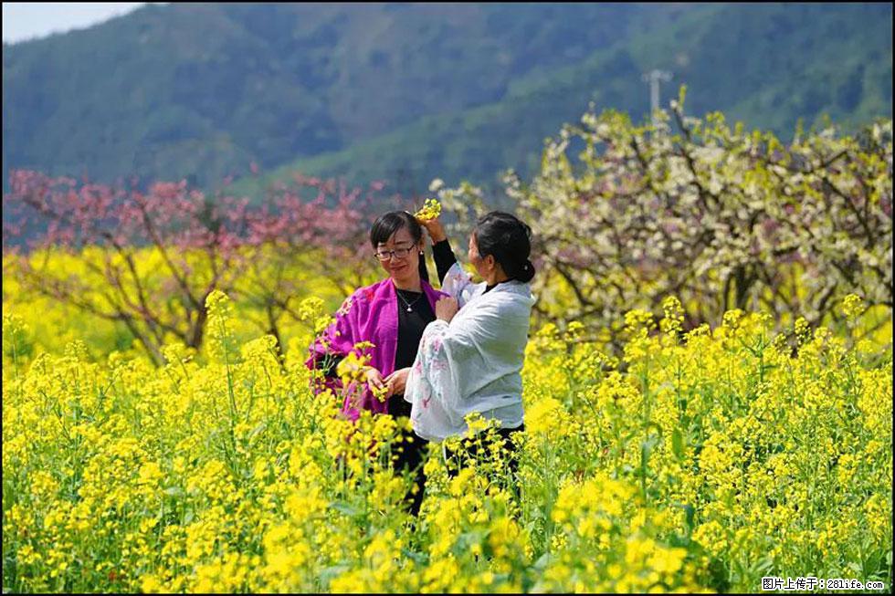【春天，广西桂林灌阳县向您发出邀请！】长坪村油菜盛情花开 - 游山玩水 - 正定生活社区 - 正定28生活网 zd.28life.net