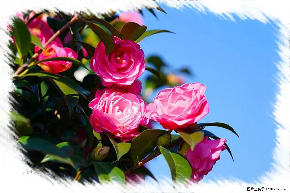 【春天，广西桂林灌阳县向您发出邀请！】杨柳井茶花惹人爱 - 游山玩水 - 正定生活社区 - 正定28生活网 zd.28life.net
