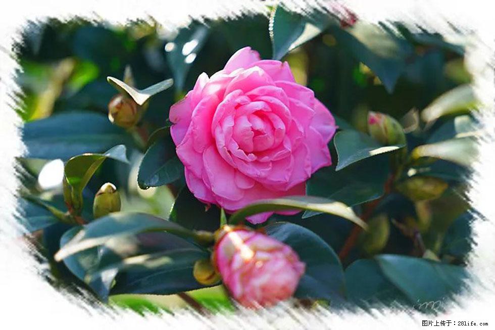 【春天，广西桂林灌阳县向您发出邀请！】杨柳井茶花惹人爱 - 游山玩水 - 正定生活社区 - 正定28生活网 zd.28life.net