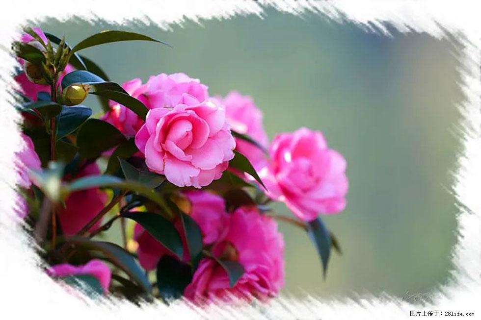 【春天，广西桂林灌阳县向您发出邀请！】杨柳井茶花惹人爱 - 游山玩水 - 正定生活社区 - 正定28生活网 zd.28life.net