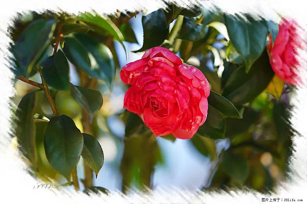 【春天，广西桂林灌阳县向您发出邀请！】杨柳井茶花惹人爱 - 游山玩水 - 正定生活社区 - 正定28生活网 zd.28life.net
