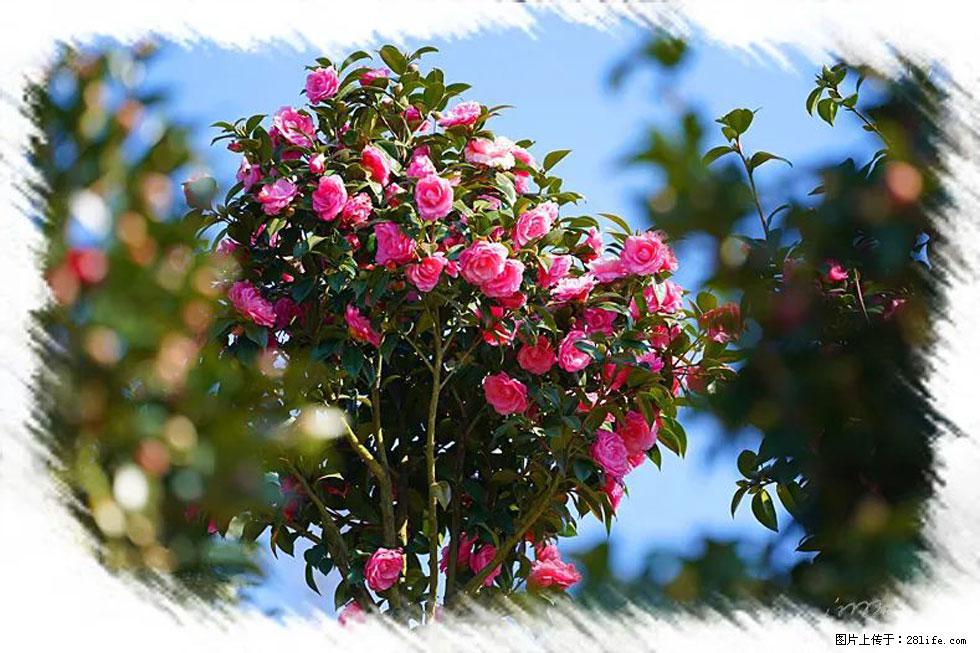 【春天，广西桂林灌阳县向您发出邀请！】杨柳井茶花惹人爱 - 游山玩水 - 正定生活社区 - 正定28生活网 zd.28life.net