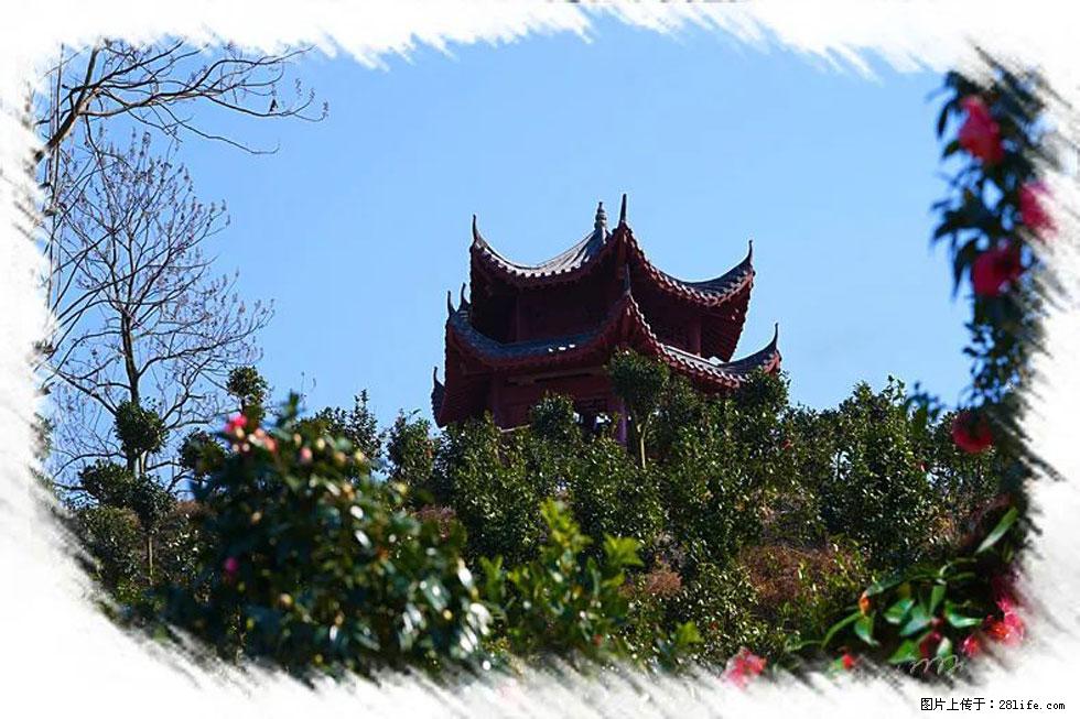 【春天，广西桂林灌阳县向您发出邀请！】杨柳井茶花惹人爱 - 游山玩水 - 正定生活社区 - 正定28生活网 zd.28life.net