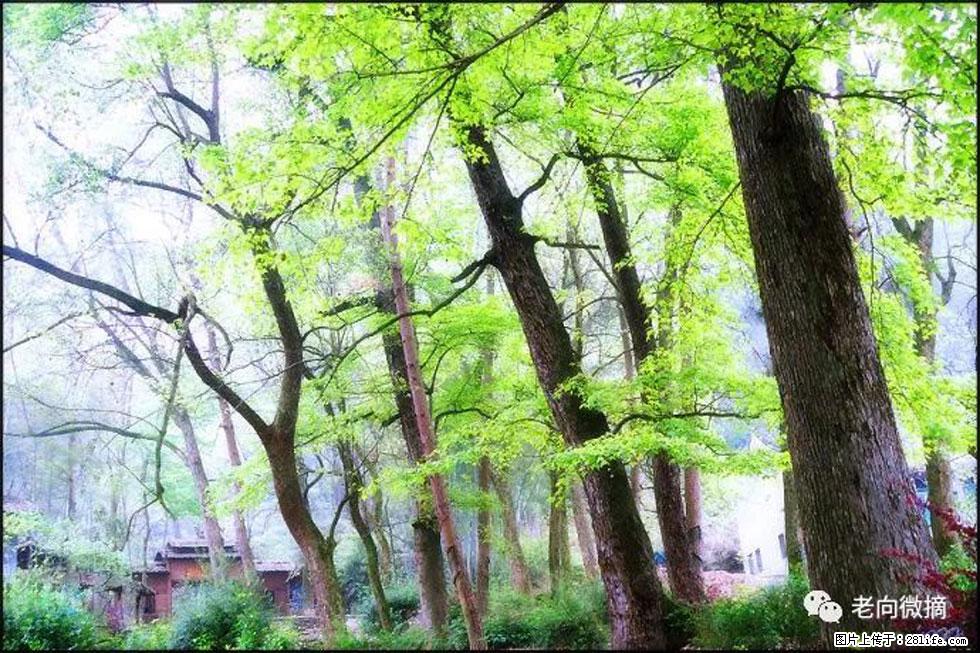 【春天，广西桂林灌阳县向您发出邀请！】在小龙村与春天约会 - 游山玩水 - 正定生活社区 - 正定28生活网 zd.28life.net