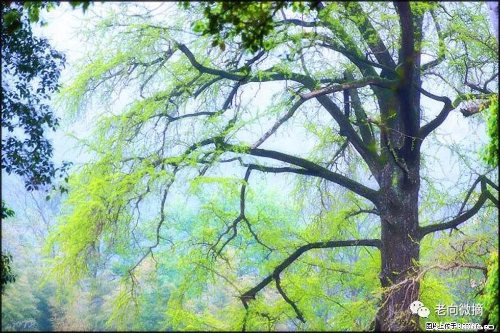 【春天，广西桂林灌阳县向您发出邀请！】在小龙村与春天约会 - 游山玩水 - 正定生活社区 - 正定28生活网 zd.28life.net