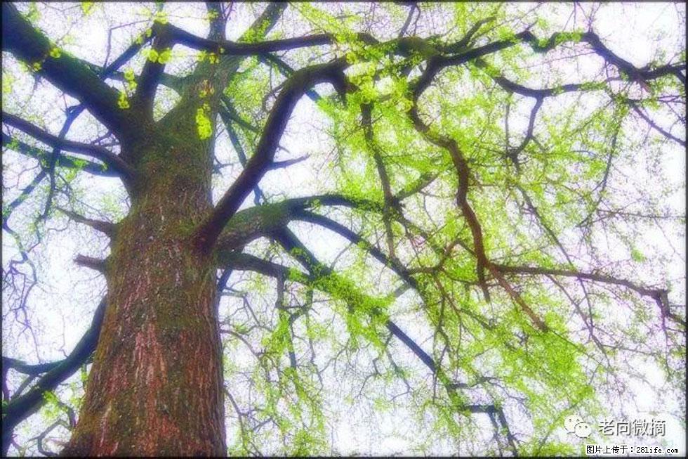 【春天，广西桂林灌阳县向您发出邀请！】在小龙村与春天约会 - 游山玩水 - 正定生活社区 - 正定28生活网 zd.28life.net