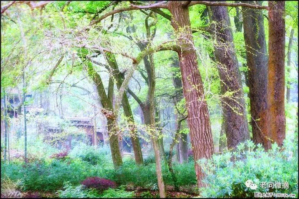 【春天，广西桂林灌阳县向您发出邀请！】在小龙村与春天约会 - 游山玩水 - 正定生活社区 - 正定28生活网 zd.28life.net