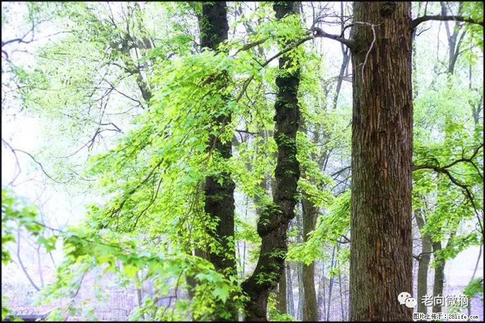 【春天，广西桂林灌阳县向您发出邀请！】在小龙村与春天约会 - 游山玩水 - 正定生活社区 - 正定28生活网 zd.28life.net