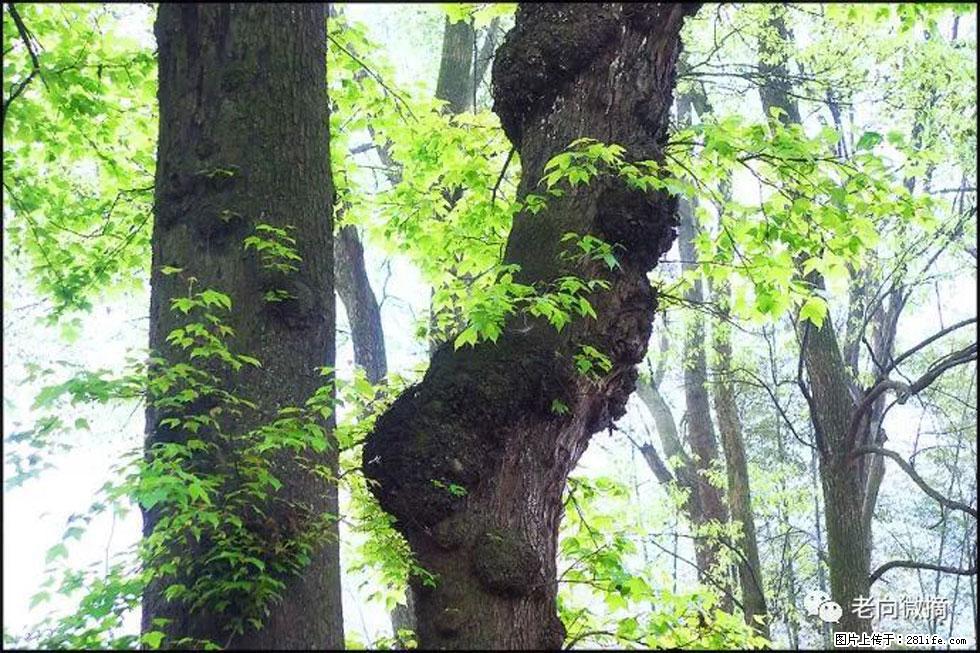 【春天，广西桂林灌阳县向您发出邀请！】在小龙村与春天约会 - 游山玩水 - 正定生活社区 - 正定28生活网 zd.28life.net