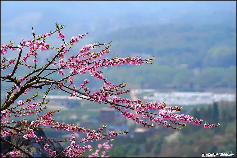 【春天，广西桂林灌阳县向您发出邀请！】望月岭上桃花开 - 游山玩水 - 正定生活社区 - 正定28生活网 zd.28life.net