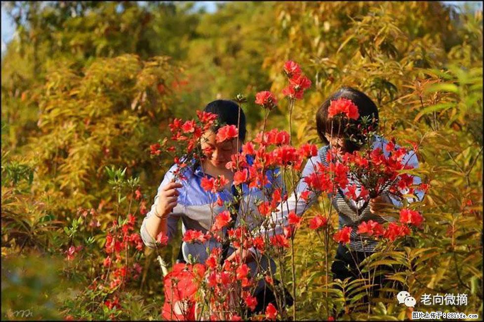 【春天，广西桂林灌阳县向您发出邀请！】登麒麟山，相约映山红 - 游山玩水 - 正定生活社区 - 正定28生活网 zd.28life.net