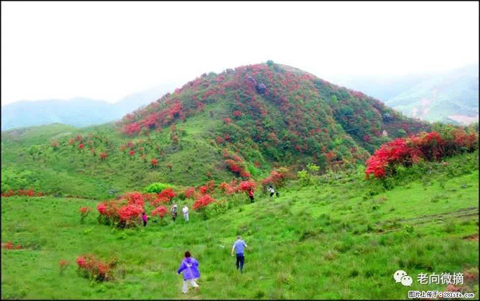 【春天，广西桂林灌阳县向您发出邀请！】宝盖山上映山红 - 游山玩水 - 正定生活社区 - 正定28生活网 zd.28life.net