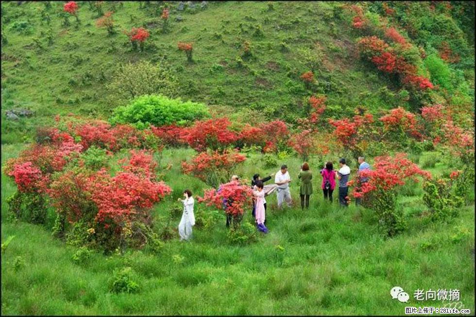 【春天，广西桂林灌阳县向您发出邀请！】宝盖山上映山红 - 游山玩水 - 正定生活社区 - 正定28生活网 zd.28life.net