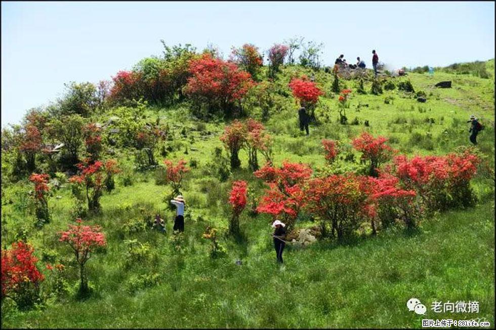 【春天，广西桂林灌阳县向您发出邀请！】宝盖山上映山红 - 游山玩水 - 正定生活社区 - 正定28生活网 zd.28life.net