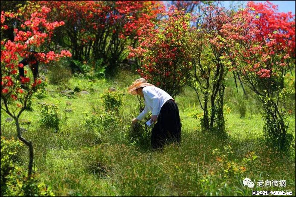 【春天，广西桂林灌阳县向您发出邀请！】宝盖山上映山红 - 游山玩水 - 正定生活社区 - 正定28生活网 zd.28life.net