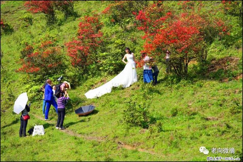 【春天，广西桂林灌阳县向您发出邀请！】宝盖山上映山红 - 游山玩水 - 正定生活社区 - 正定28生活网 zd.28life.net