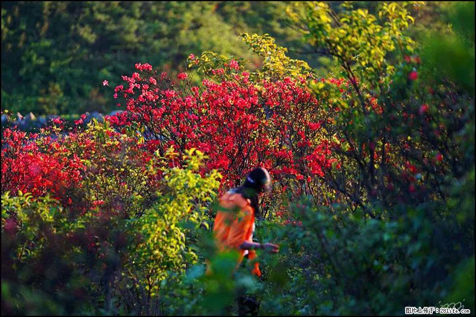 【春天，广西桂林灌阳县向您发出邀请！】春木界上映山红 - 游山玩水 - 正定生活社区 - 正定28生活网 zd.28life.net