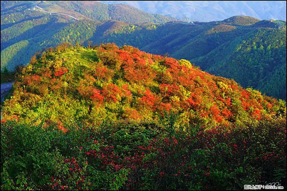【春天，广西桂林灌阳县向您发出邀请！】春木界上映山红 - 游山玩水 - 正定生活社区 - 正定28生活网 zd.28life.net