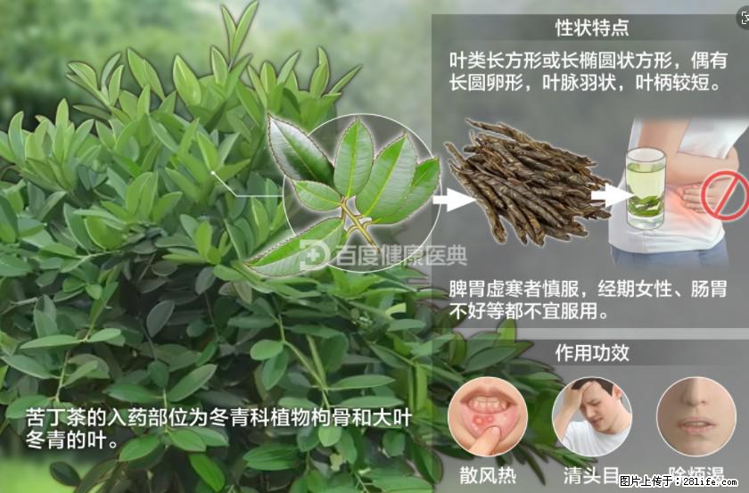 苦丁茶有哪些功效和作用 - 生活百科 - 正定生活社区 - 正定28生活网 zd.28life.net