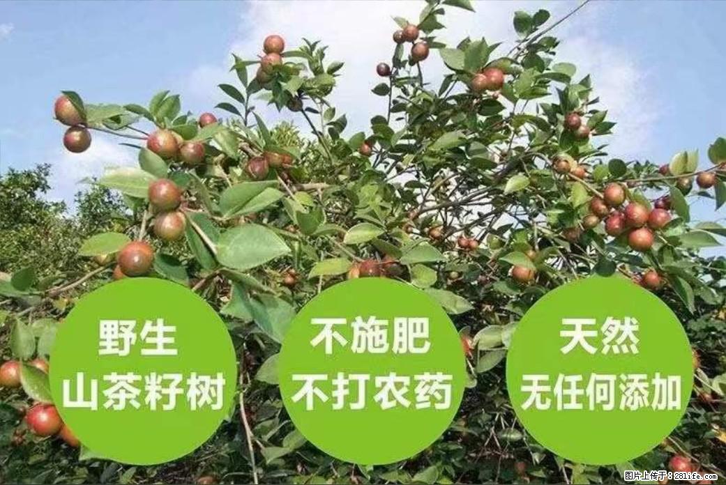 【灌阳县油茶产业示范区】一个有着充实的精神生活的人，对待身外之物自会有一种淡泊的态度 - 土特产 - 饮食特产 - 正定分类信息 - 正定28生活网 zd.28life.net