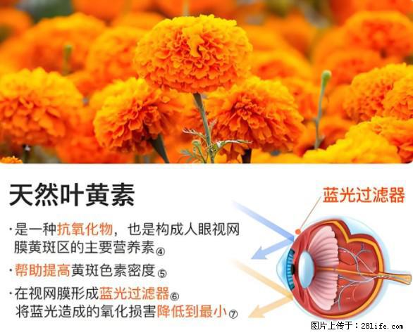 叶黄素有什么功效和作用 - 生活百科 - 正定生活社区 - 正定28生活网 zd.28life.net
