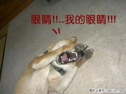 笑癫了！一女的怀孕三年未生，他终于忍不住了... - 娱乐八卦 - 正定生活社区 - 正定28生活网 zd.28life.net