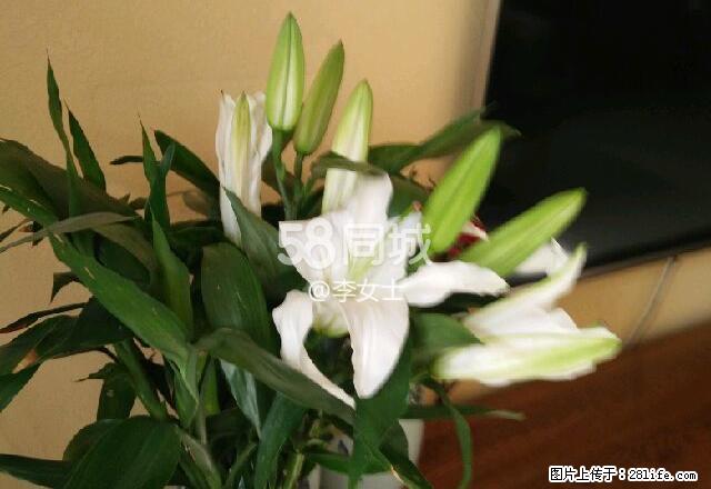 正华小区 3室2厅2卫 - 房屋出租 - 房屋租售 - 正定分类信息 - 正定28生活网 zd.28life.net
