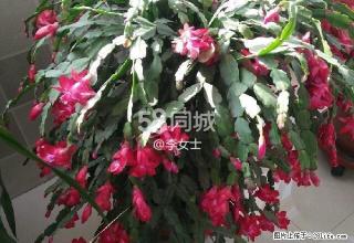 晨光小区 2室1厅1卫 - 正定28生活网 zd.28life.net