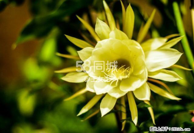 金河 3室2厅2卫 - 房屋出租 - 房屋租售 - 正定分类信息 - 正定28生活网 zd.28life.net