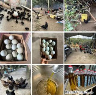 油茶园从小鸡仔开始养起的纯土鸡、土鸡蛋可以预定啦！还有前几天刚榨的纯山茶油哦 - 正定28生活网 zd.28life.net