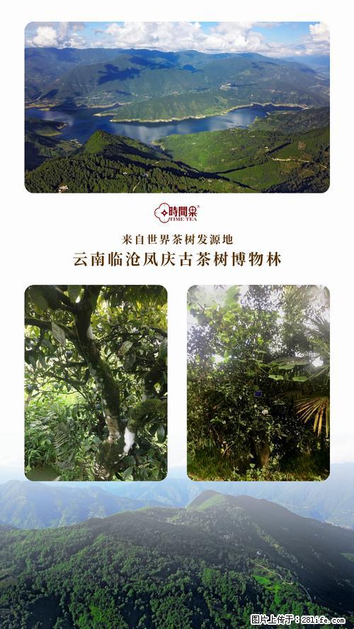 时间果百年古树2025年春红茶 - 购物交流 - 正定生活社区 - 正定28生活网 zd.28life.net