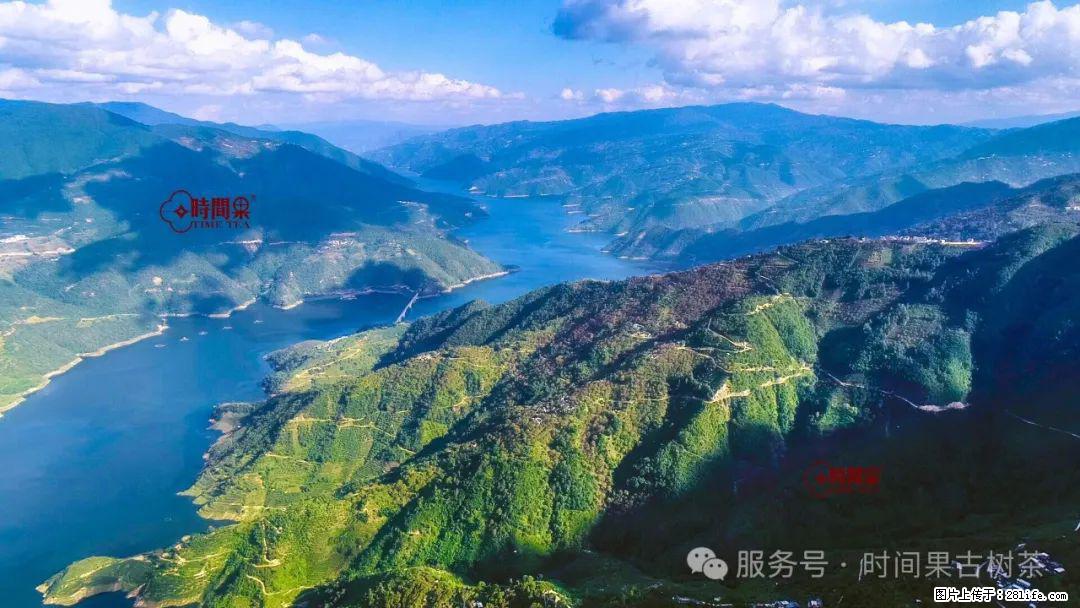 时间果百年古树龙珠普洱生茶 - 购物交流 - 正定生活社区 - 正定28生活网 zd.28life.net