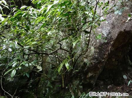 平乐石崖茶，珍贵仅次于金花茶 - 正定生活资讯 - 正定28生活网 zd.28life.net