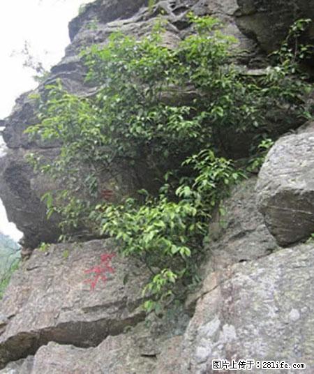 平乐石崖茶，珍贵仅次于金花茶 - 正定生活资讯 - 正定28生活网 zd.28life.net