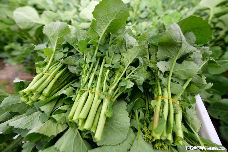 这些蔬菜是“天然钙片”，这6种被医生重点推荐 - 正定生活资讯 - 正定28生活网 zd.28life.net